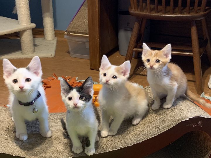 Jerry, Ink, Marbel and Cordell